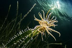 Grass crack anemone - Paranemonia cinerea (Thau lagoon) by Mathieu Foulquié 